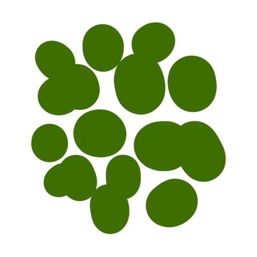 Leaves_GiantPine_C.png
